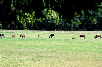Field with horses